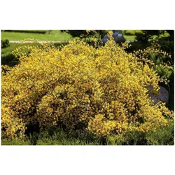 Genista lydia, Ginster, gelb, 20–30 cm