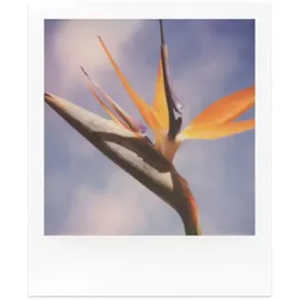 Polaroid Color Film für SX-70 8 Aufnahmen