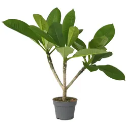 Plant in a Box Frangipani - Hawaiianische Plumeria Höhe 45-55cm