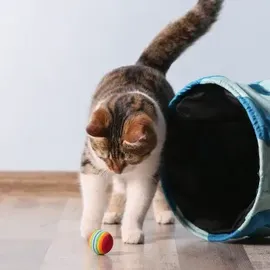 Kater Kasimir Katzenminze-Spray. 30ml