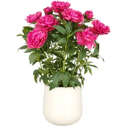 CREATIV green künstliche Pflanze Peonien Arrangement in fuchsia, im cremefarbenen Kunststofftopf, 80cm