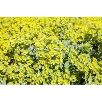 Pflanzen Für Dich Eriophyllum lanatum Wolliges Sonnenauge, ca. 9x9