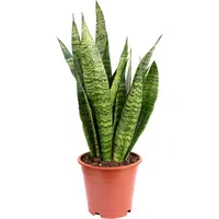 Flowerbox Value Greens Bogenhanf Pflegeleicht & Elegant Sansevieria Zeylanica