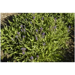 Salvia nemorosa 'Rügen', Steppensalbei, violett, ca. 9x9 cm Topf