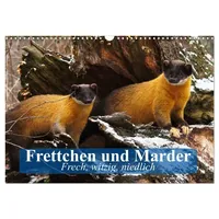 Calvendo Frettchen und Marder. Frech, witzig, niedlich (Wandkalender 2026
