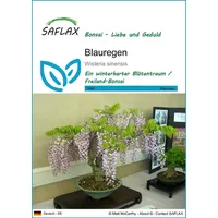 SAFLAX - Bonsai - Blauregen - 4 Samen -
