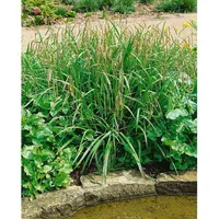 Pflanzen Für Dich Carex pendula, Hänge-Segge, ca. 9x9 cm