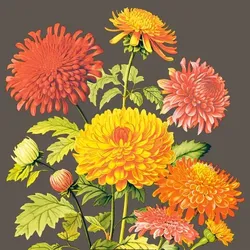 Airlaid Serviette Amara, 40 x 40 cm, 50 Stück - Mank - Floral Chrysanthemen Herbst