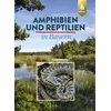 Amphibien und Reptilien in Bayern