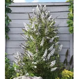 BALDUR Garten Buddleia 'Butterfly Tower White',1 Pflanze,mehrjährig - winterharter Schmetterlingsflieder, pflegeleicht,roße, duftende Blütenrispen im Beet & Kübel,aufrechter, säulenartiger Wuchs