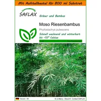 SAFLAX - Garden in the Bag - Gräser-Bambus-Moso Riesenbambus