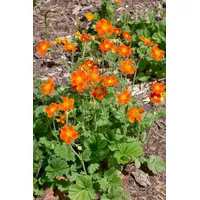 Pflanzen Für Dich Geum coccineum 'Werner Arends', Nelkenwurz, ca.