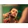 Philips OneBlade Pro 360 Face  + Body QP6506/15