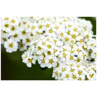 Pflanzen Für Dich Spiraea arguta, 60–80 cm