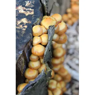 Stockschwämmchen-Baumstamm BIO