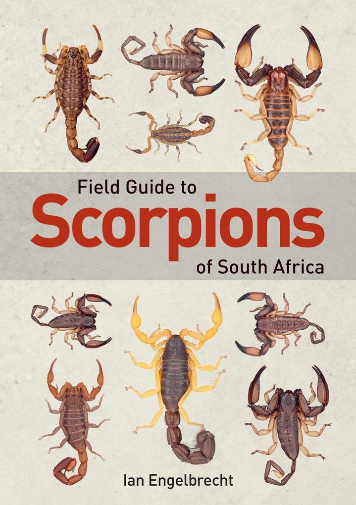 Field Guide to Scorpions of South Africa: eBook von Ian Engelbrecht