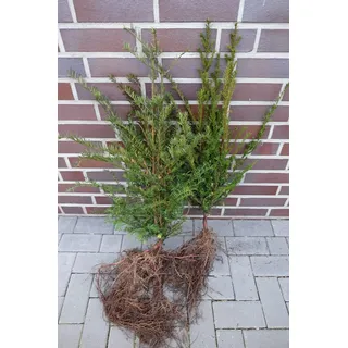 10 Eiben 50-80cm Wurzelware Gartenhecke Heckenpflanzen Immergrüne Pflanze Taxus baccata Eiben