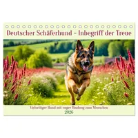 Calvendo Deutscher Schäferhund - Inbegriff der Treue (Tischkalender 2026