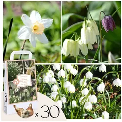 Plant in a Box - Wet Garden Box - 30 Blumenzwiebeln für feuchte & regenreiche Standorte