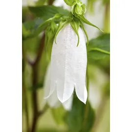 PlantaPro Staude Campanula punctata