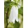 PlantaPro Staude Campanula punctata