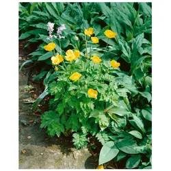 Papaver alpinum ssp. alpinum, Alpenmohn, ca. 9x9 cm Topf
