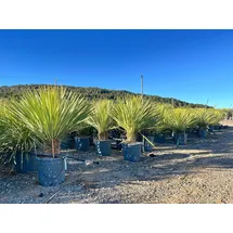 sunny-tree Sunny Tree - Yucca Rostrata - Palme - Stammhöhe 20/30 cm Winterharte Pflanze bis -20°C