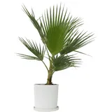 Plant in a Box - Mexikanische Fächerpalme - Washingtonia robusta - Höhe 70-90cm