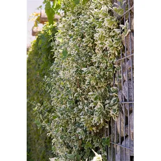 Pflanzen Für Dich Euonymus fortunei 'Emerald Gaiety', Kriechspindel, grün-weiß, ca. 9x9 cm Topf