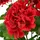 Creativ green Kunstpflanze CREATIV GREEN "Geranie", rot, H:36cm, Kunststoff, Kunstpflanzen, Kunstpflanze, in UV-beständiger Ausführung