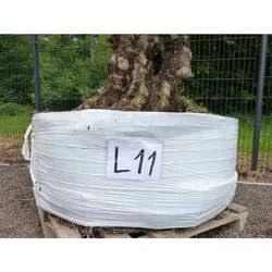 genau dieser Baum L11 Olivenbaum 225 cm, knorrige alte urige Olive winterhart