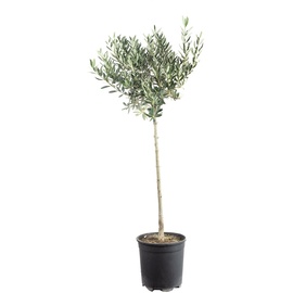 FLOWERBOX Olivenbaum - Olea europaea - Höhe ca. 110 cm, Topf-Ø 21 cm