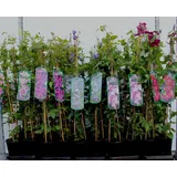 PlantaPro Kletterpflanze Clematis tangutica