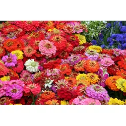 Fototapete PAPERMOON "Blumenmeer", bunt, B:5,0m L:2,8m, Vlies, Tapeten