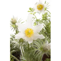 Pflanzen Für Dich Pulsatilla vulgaris 'Alba', Küchenschelle, ca. 9x9