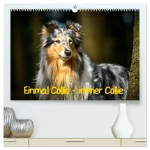 Calvendo Einmal Collie - immer Collie mehrfarbig 2026