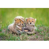 Papermoon Photo-Art ROSHKUMAR, Gepardbabys