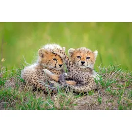 Papermoon Photo-Art ROSHKUMAR, Gepardbabys