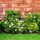 Floordirekt Gartenzaun Ziergeflecht 2500 x 40 cm Grün