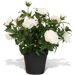 Künstliche Paeonia - Pfingstrosen Höhe 86 cm weiß