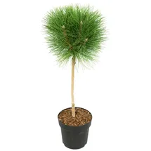 Plant in a Box Pinus Summer Breeze Höhe 70-80cm