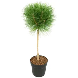 Plant in a Box Pinus Summer Breeze Höhe 70-80cm