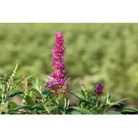 Pflanzen Für Dich Buddleja davidii 'Butterfly Tower', Schmetterlingsflieder, 40–60