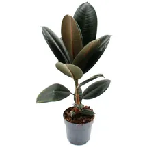 EXOTENHERZ Gummibaum Ficus elastica "Abidjan" 11cm Topf