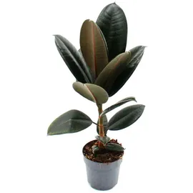 EXOTENHERZ Gummibaum Ficus elastica "Abidjan" 11cm Topf