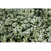 Pflanzen Für Dich Arabis caucasica 'Schneehaube' p 0,5