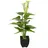 Europalms Calla mini, weiß, 43cm