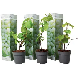 Plant in a Box Chardonnay-Rebe - Vitis vinifera Chardonnay 3er Set Höhe 25-40cm