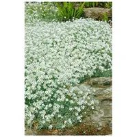 Pflanzen Für Dich Cerastium tomentosum, Silberteppich, weiß, ca. 9x9