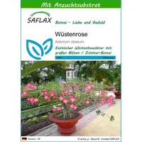 SAFLAX - Bonsai - Wüstenrose - 8 Samen -